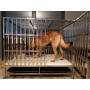 Cage D'Intérieur Pliante / INT-001 - Cage chien, Cage chien xxl, Cage de transport chien, Cage transport chien