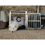 Cage Transport Chien SIMPLE / CAG-003 - Cage chien XXL, Cage chien interieur, Cage chien voiture, Cage a chien