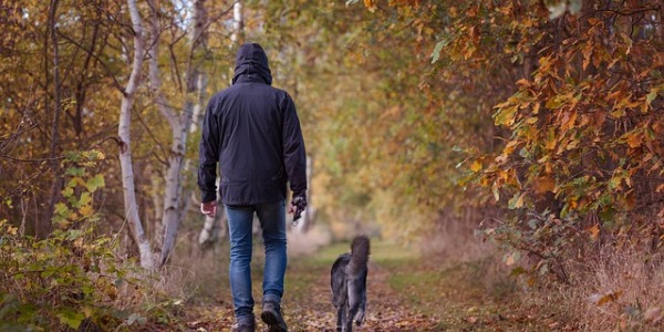 Les balades en forêt avec mon chien, les dangers de l’automne 